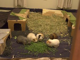 2020-05-27_0003 Harriet, Cherie, Emily, Charlotte, Jess.jpg